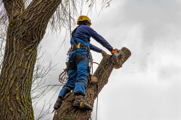 Leaf Removal in Lowell, MA